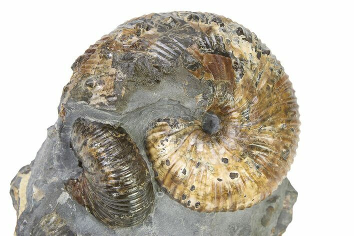 Iridescent Ammonite (Hoploscaphites) Fossil - Montana #316574